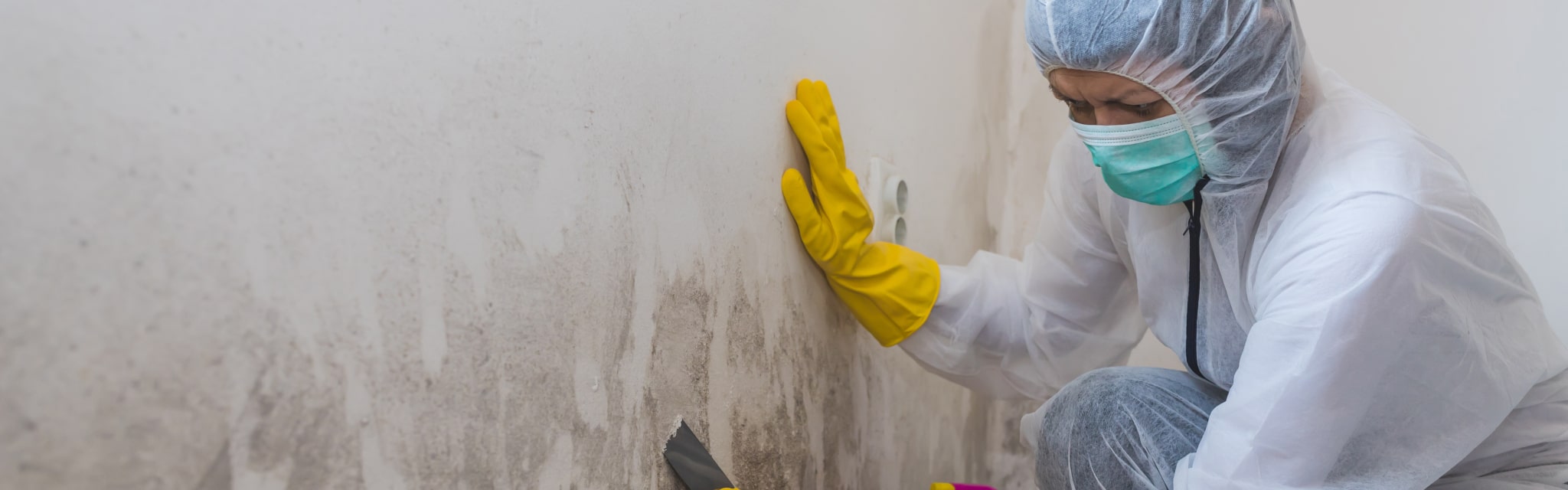 Professional Mould Removal